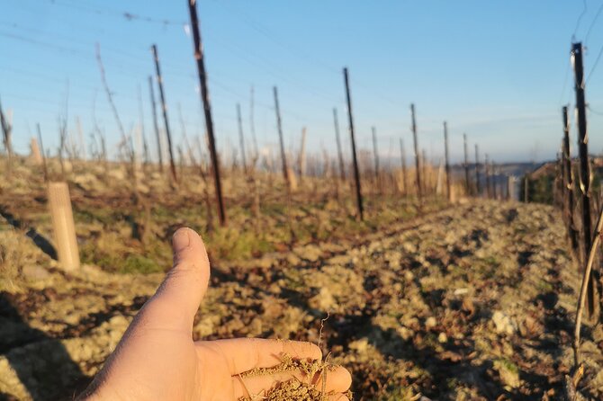 Barolo & Barbaresco Wine Experience with a Local Winemaker / Alba - Wine tastings: 10+ samples, with a useful comparison mindset