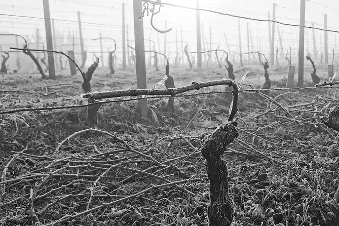 Barolo&Barbaresco Wine Experience with a Local Winemaker / Milano - Lunch in the Langhe: what the optional 40€ set menu really gives you