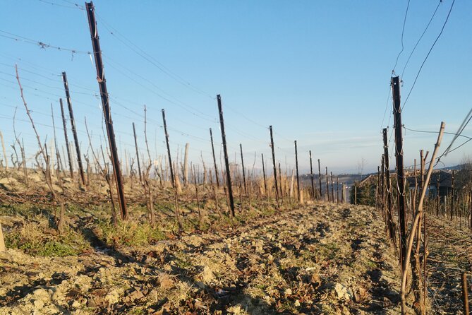 Barolo&Barbaresco Wine Experience with a Local Winemaker / Milano - Stop 2 in Barbaresco: historic tasting-room style and terroir talk