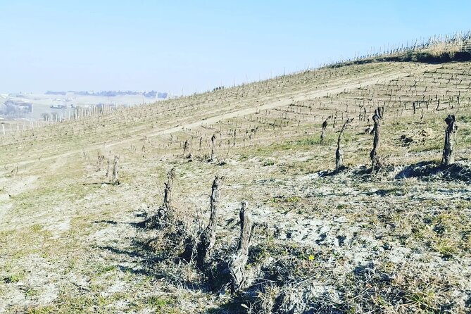Barolo&Barbaresco Wine Experience with a Local Winemaker / Milano - What you’ll taste: beyond one bottle, into regional variety