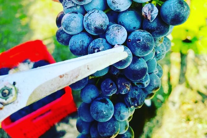 Barolo&Barbaresco Wine Experience with a Local Winemaker / Milano - Stop 1 in Barolo: cellar tour, vineyard walk, and Nebbiolo tastings