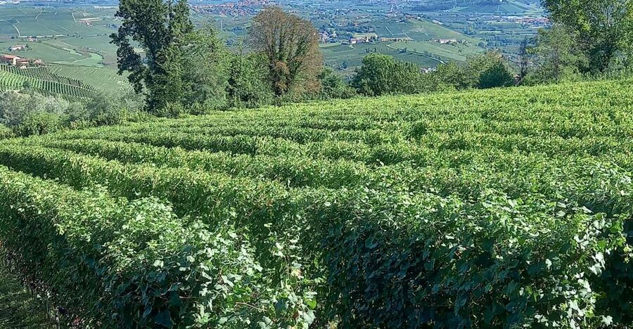 Barolo Langhe Wine Tour - Barolo stop (30 minutes): where the medieval feel meets modern wine culture