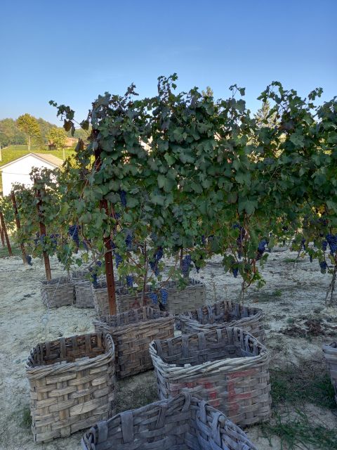 Barolo Langhe Wine Tour - Getting to the tour: Alba meetup, pickup options, and car vs minivan