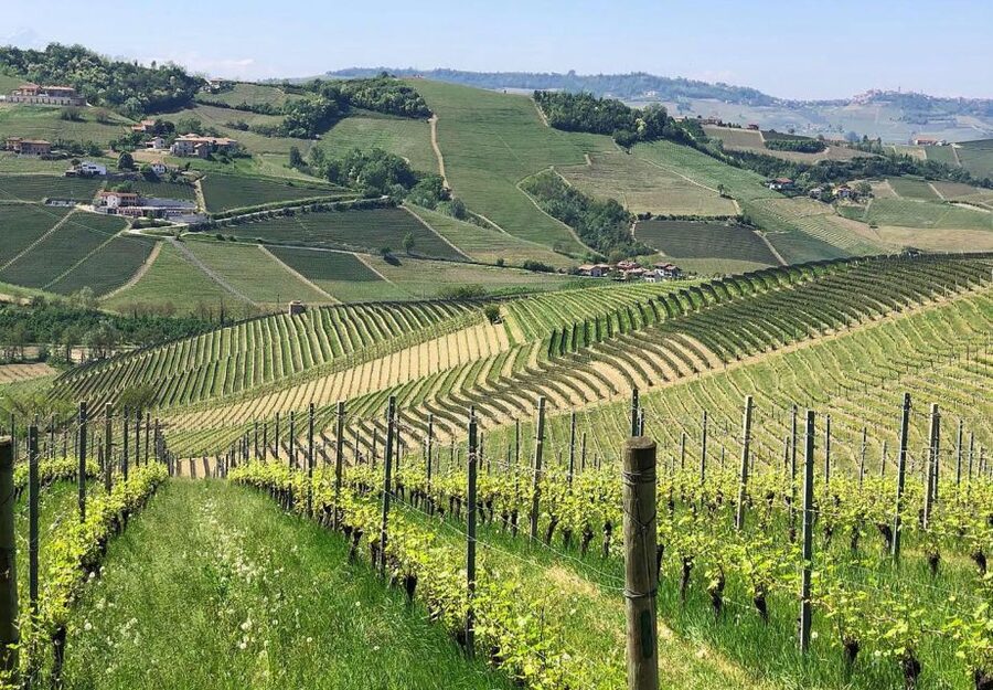 Full-Day Langhe Region Tour with Wine Tasting Experience - Lunch in a typical trattoria: the part that ties it together