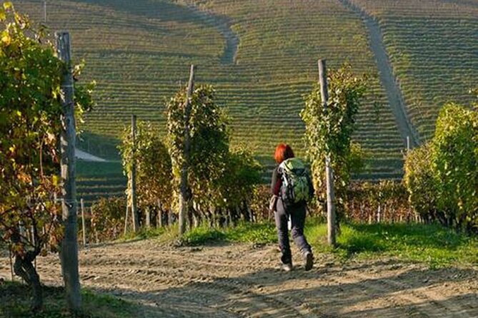 Hiking and wine tour starting from Alba - Group Size, Price, and Value: Is $78.72 a Smart Move?