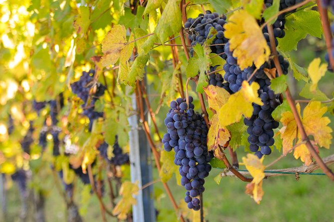 "Langhe del Barolo" Private E-bike Tour - Asphalt and Dirt Road - Key Highlights to Know Before You Go