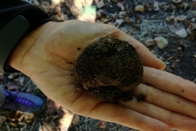 Langhe Truffle hunting Experience - A Truffle Hunt in Langhe-Roero: The Hunter, the Dog, and the Real Rhythm