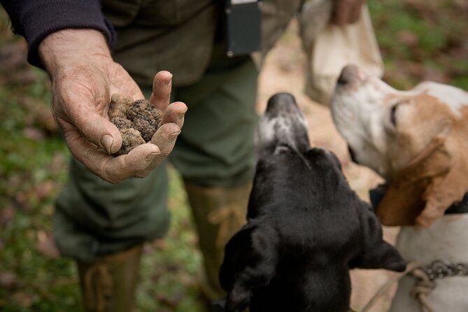 Langhe Truffle hunting Experience - Inside the Forest: How White and Black Truffles Are Different