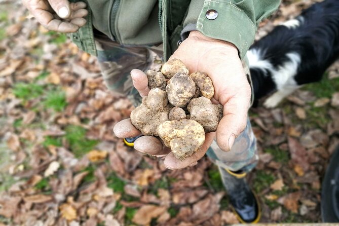Langhe Truffle hunting Experience - The Trifolao and Dog Show You Can’t Fake