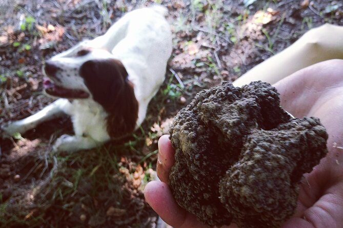 Langhe Truffle hunting Experience - Truffles Found Aren’t Included: How the Buying Part Works