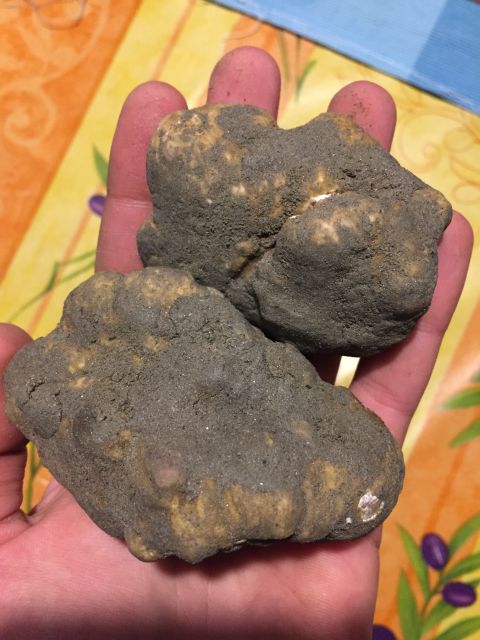 Piedmont: Truffle Hunting - Key highlights you’ll actually feel