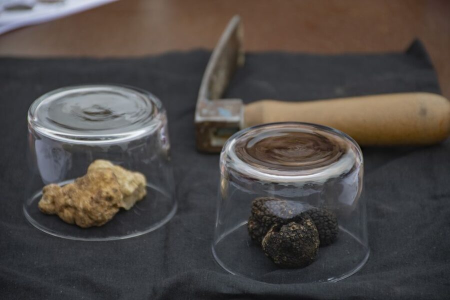 Piedmont: Truffle Hunting - Piedmont truffle season: what you might find by month