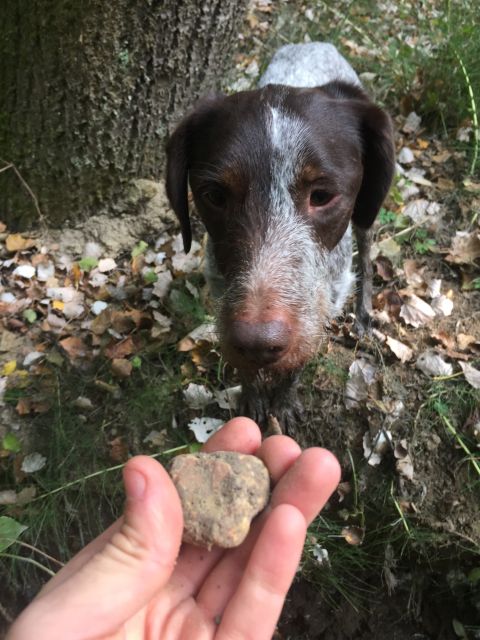 Piedmont: Truffle Hunting - The vineyard ride and the quick Truffle Hunter briefing