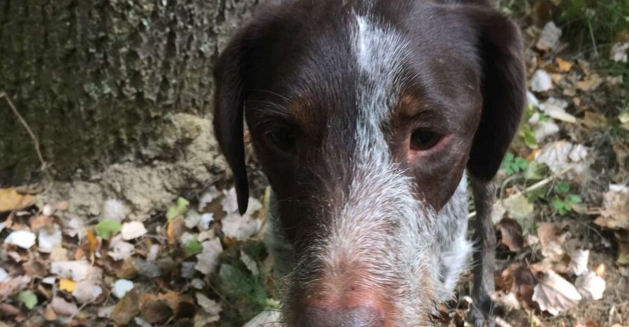 Piedmont: Truffle Hunting - Meeting point at Via Roma/Piazza Dante-Gavi (AL): start simple