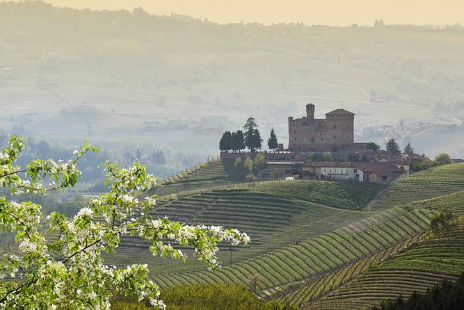 Piedmont Winery Tour: Taste Barolo, Barbaresco & Traditional Food - Rain, Vineyard Plans, and How to Keep the Day on Track