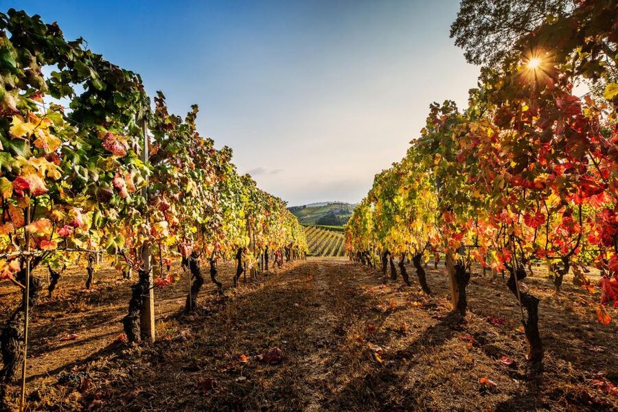 The Dosman: Winetasting in La Morra - The Moscone welcome: what “Il Dosman” sets up for you