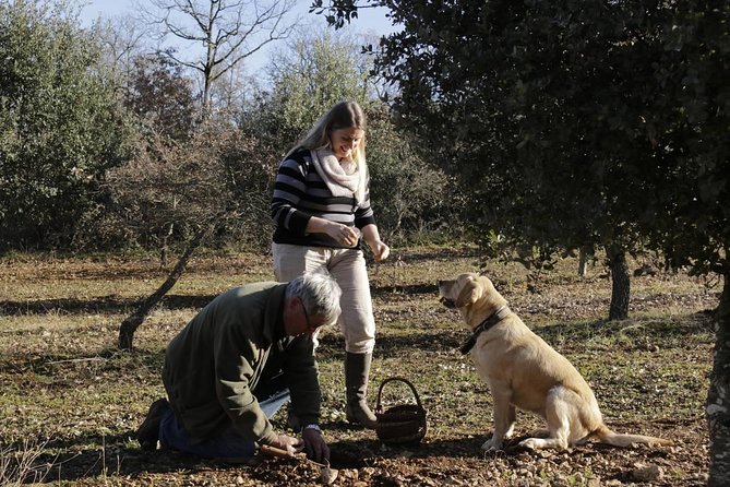 Truffle Hunt & Wine Tasting - Who This Tour Suits Best (and Who Should Rethink It)