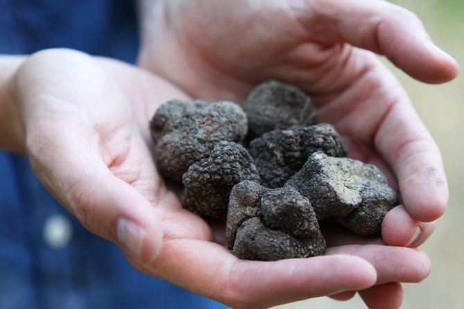 Truffle Hunt & Wine Tasting - White vs Black Truffles: What to Expect by Season