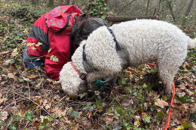 Truffle Hunting and Lunch in Piedmont Trattoria - Seasonal Truffle Rules: When You Can Find What