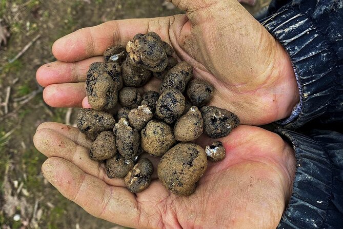 Truffle Hunting and Lunch in Piedmont Trattoria - Truffle Hunting 101 With Felix and Santino (Plus the Dogs)