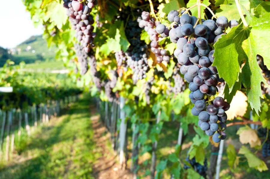 Turin: Private Barolo Wine Region Day Trip with Lunch - Why This Private Barolo Day Trip Works So Well From Turin