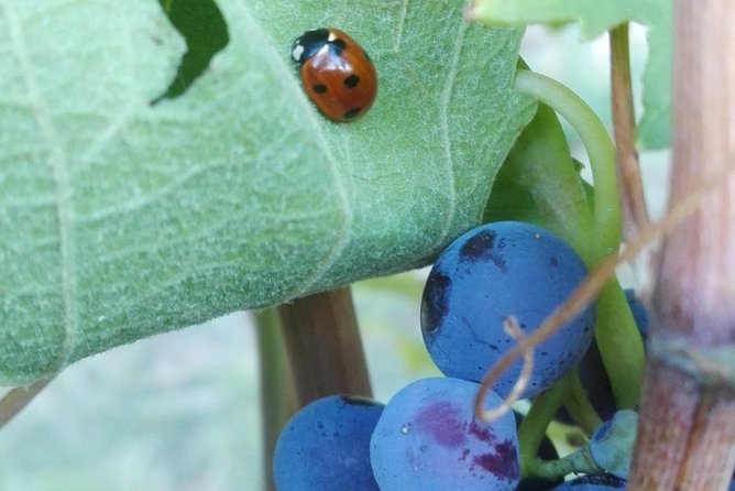 Visit among vineyards and wine cellar with wine tasting in Nizza Monferrato - Who this tour fits best (and who might want something else)