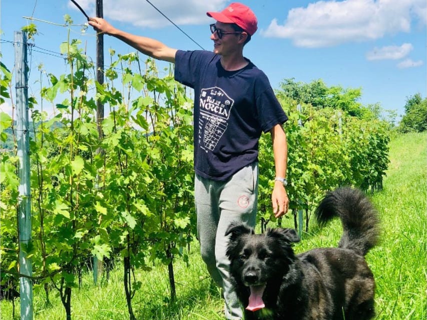 Wine Tasting and Winery Visit near Asti and Turin - Key highlights you should care about