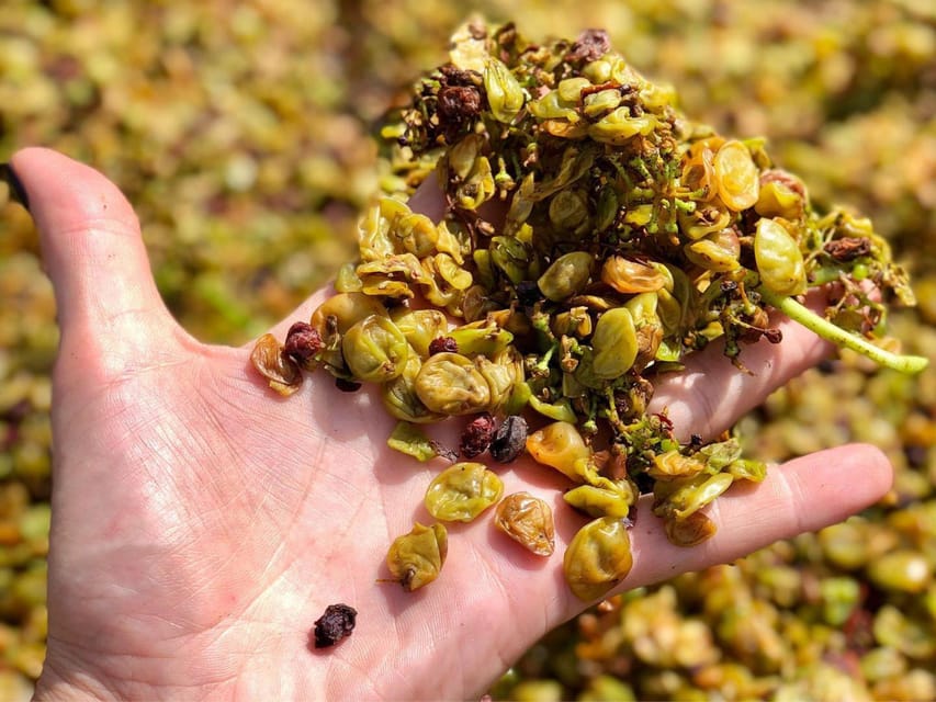 Wine Tasting and Winery Visit near Asti and Turin - The vineyard walk: Bric Carvè and Nebbiolo right on the ground