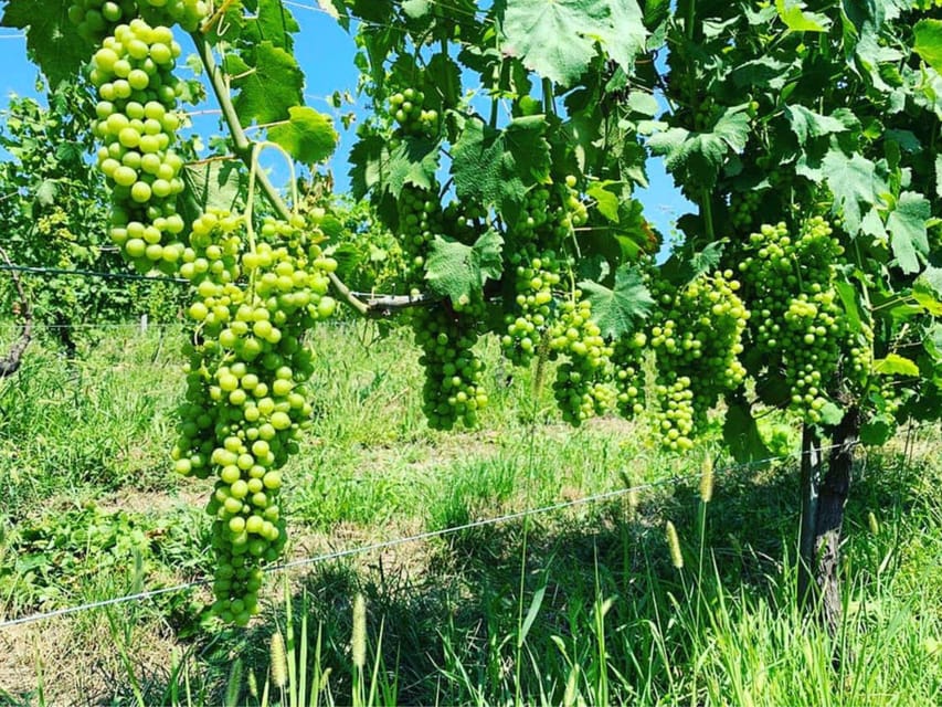 Wine Tasting and Winery Visit near Asti and Turin - Practical tips so you don’t waste your hour and a half